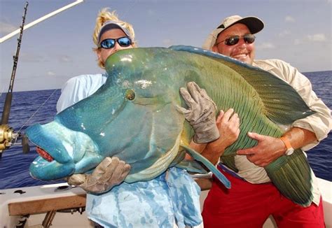 largest saltwater fish|world's biggest fish.